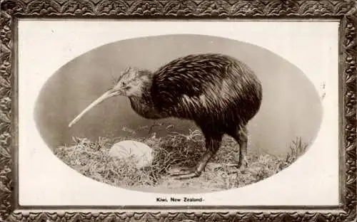 Passepartout Ak Neuseeland,  Kiwi mit Ei