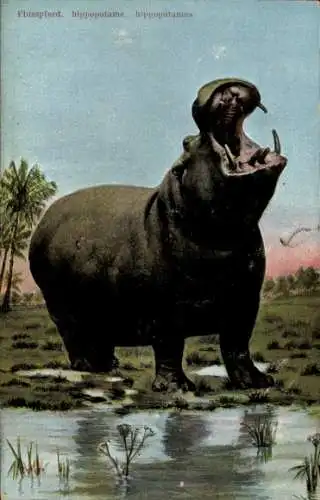 Ak Flusspferd, Hippopotamus