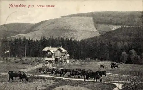 Ak Hahnenklee Goslar im Harz, Schweizerblick, Kuhherde auf dem Feld