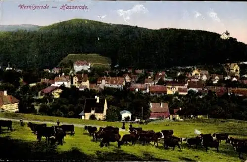 Ak Hasserode Wernigerode am Harz, Panorama, Rinder auf der Weide