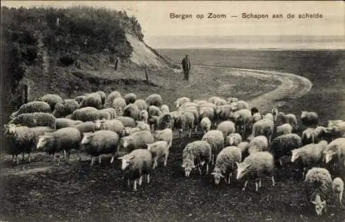 Ak Bergen op Zoom Nordbrabant Niederlande, Schafe auf der Schelde