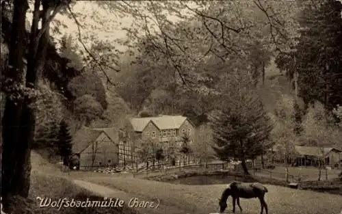 Ak Hohegeiß Braunlage im Harz, Wolfsbachmühle, Pferd