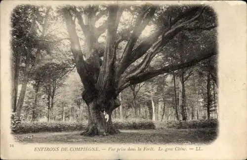 Ak Compiègne Oise, Foret, Gros Chene