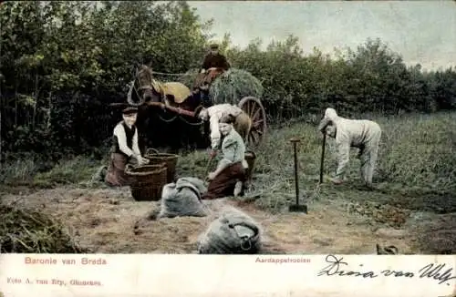 Ak Breda Nordbrabant Niederlande, Kartoffelernte