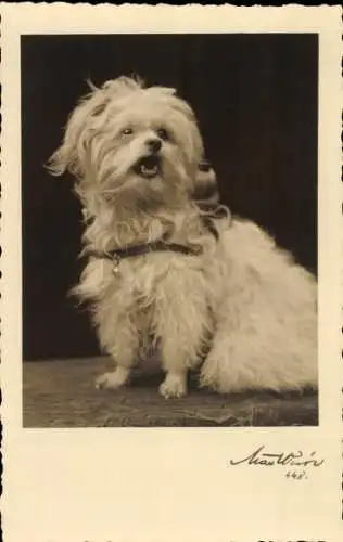 Ak Weißer Hund, Tierporträt, Halsband