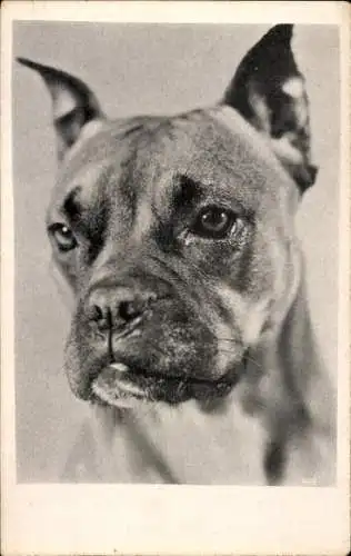 Ak Hundeportrait, Boxer