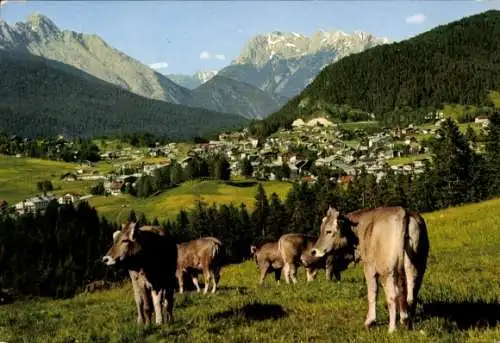 Ak Seefeld in Tirol, Gesamtansicht, Kühe