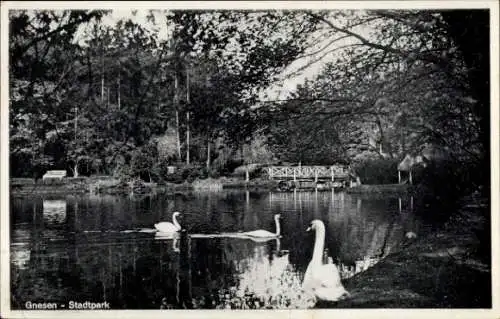 Ak Gniezno Gnesen Posen, Stadtpark, Teich, Schwäne