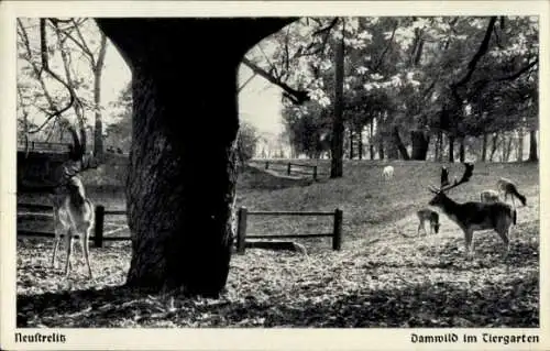 Ak Neustrelitz in Mecklenburg, Tiergarten, Damwild