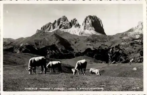 Ak Südtirol, Langkofel, Kühe, Bergspitzen