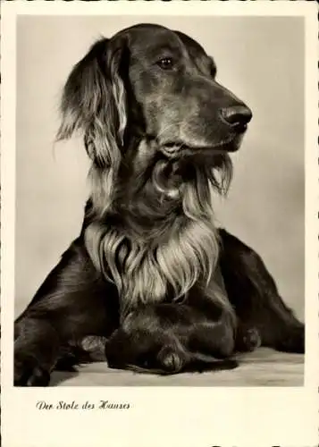 Ak Der Stolz des Hauses, Hundeportrait, Amag 73002