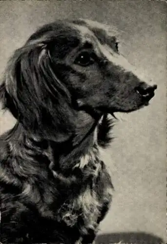 Ak Dackel, Hundeportrait