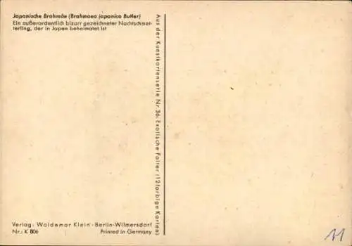 Ak Japanischer Brahmöe, Nachtschmetterling