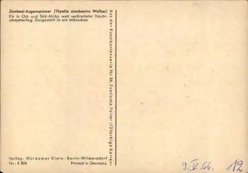 Ak Zambesi-Augenspinner, Nachtschmetterling