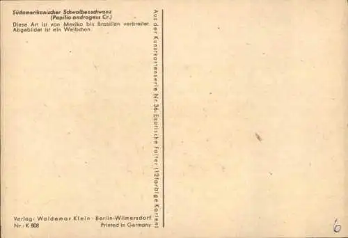 Ak Südamerikanischer Schwalbenschwanz, Schmetterling