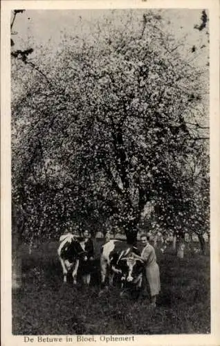 Ak Ophemert Gelderland, Kühe, Garten