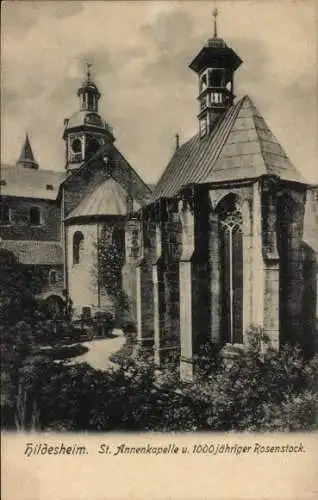 Ak Hildesheim in Niedersachsen, St. Annenkapelle, 1000jähriger Rosenstock