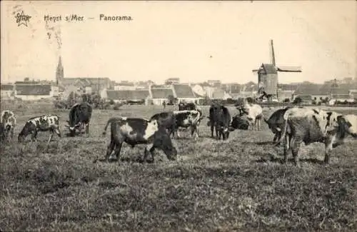 Ak Knokke Heist Heyst Knocke sur Mer Westflandern, Kühe auf der Weide, Windmühle