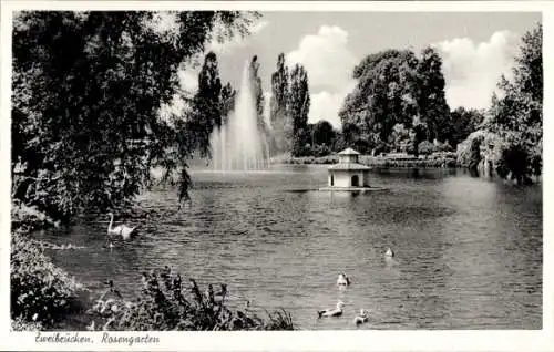 Ak Zweibrücken in der Pfalz, Rosengarten, Wasserfontäne