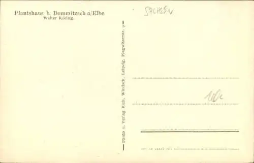 Ak Dommitzsch an der Elbe, Plantshaus, Walter Köring