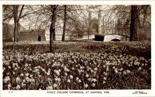 Ak Cambridge East England, King's College zur Narzissenzeit