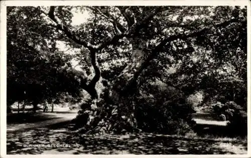 Ak Burnham on Sea Somerset England, Beeches