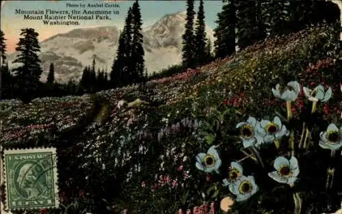 Ak Washington USA, Mount Rainier National Park, Mountain Flowers, Anemone