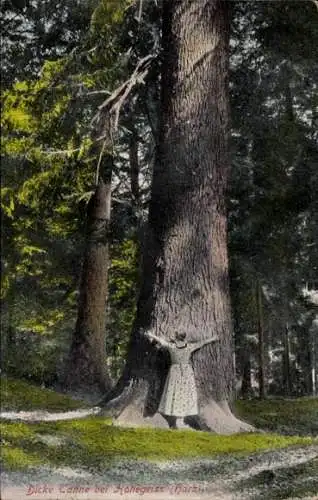 Ak Hohegeiß Braunlage im Oberharz, Dicke Tanne