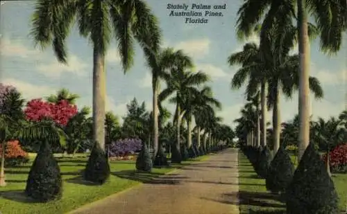 Ak Florida USA, Stately Palms and Australian Pines