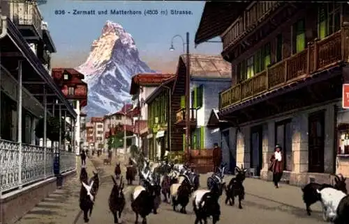 Ak Zermatt Kanton Wallis, Matterhorn, Straßenpartie, Ziegen