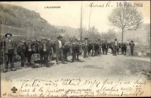 Ak Auvergne Puy de Dôme, Bauern mit Rindern, Rückkehr von den Feldern