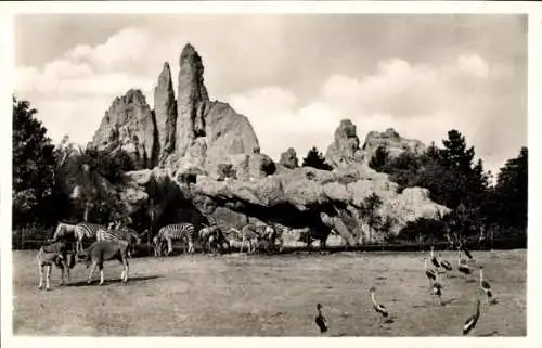 Ak Hamburg Eimsbüttel Stellingen, Carl Hagenbecks Tierpark, Afrikanische Steppe, Antilopen, Zebras