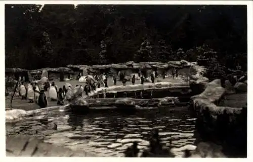 Ak Hamburg Eimsbüttel Stellingen, Carl Hagenbeck's Tierpark, Südpolar Panorama, Pinguine