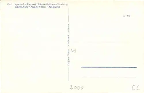 Ak Hamburg Eimsbüttel Stellingen, Carl Hagenbeck's Tierpark, Südpolar Panorama, Pinguine