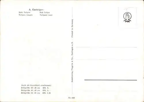 Künstler Ak Gasteiger, A., Rote Tulpen