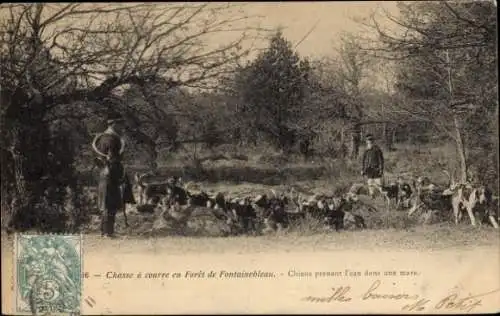 Ak Foret de Fontainebleau Seine et Marne, Chasse a Courre en Foret, Chiens prenant l'eau