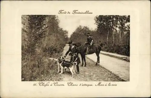 Ak Foret de Fontainebleau Seine et Marne, Chasse a Courre en Foret, Chiens d'attaque