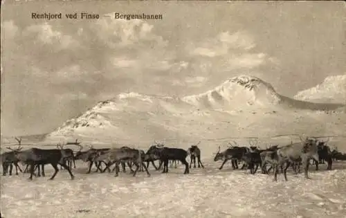 Ak Norwegen, Renhjord ved Finse, Bergensbanen