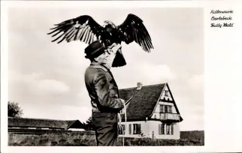 Ak Berlebeck Detmold, Adlerwarte, Ein Kaiseradler vor dem Abflug