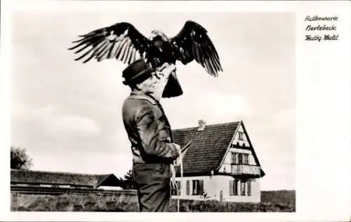 Ak Berlebeck Detmold, Adlerwarte, Ein Kaiseradler vor dem Abflug