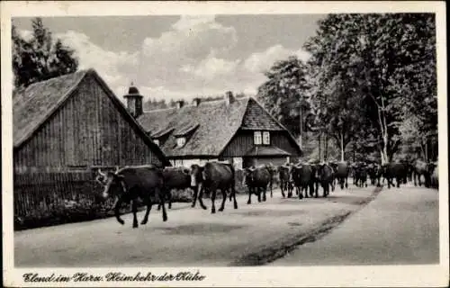 Ak Elend Oberharz am Brocken, Heimkehr der Kühe