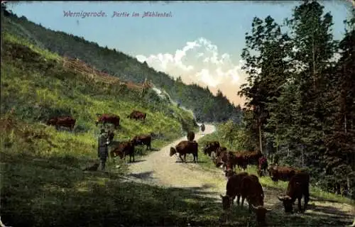 Ak Wernigerode im Harz, Mühlental, Kuhherde