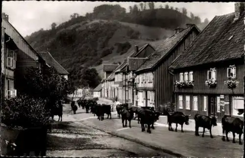 Ak Wieda Walkenried Harz, Blick auf die Wache, Kuhherde