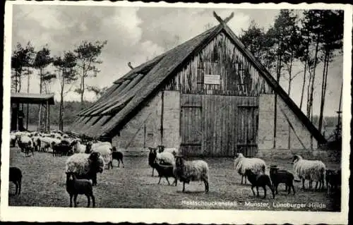 Ak Munster an der Örtze Lüneburger Heide, Heidschnuckenstall