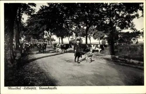 Ak Clausthal Zellerfeld im Oberharz, Damenkapelle, Kuhherde