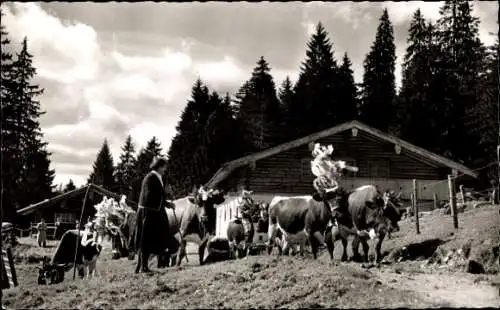 Ak Ruhpolding in Oberbayern, Rauschberg, Kaitlalm, Kuhherde