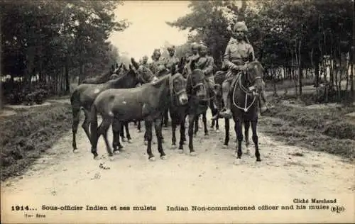 Ak Sous Officier Indien et ses Mulets