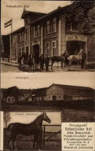 Ak Hohenfelde Kreis Steinburg Holstein, Privatgestüt Hohenfelder Hof, Stallungen, Hengst Ethelbert