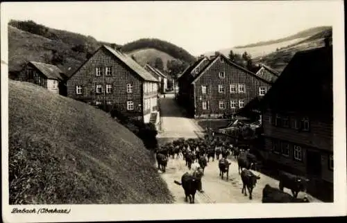 Ak Lerbach Osterode am Harz, Ortsansicht, Kühe, Wohnhäuser