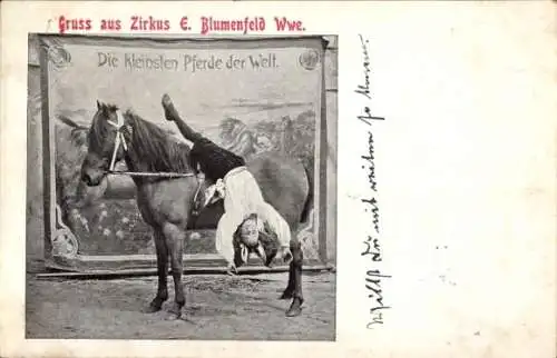 Ak Zirkus E. Blumenfeld Wwe., Pina, die kleinste Voltigeuse der Welt, die kleinsten Pferde der Welt